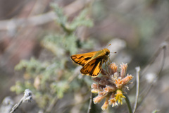 Hylephila phyleus phyleus