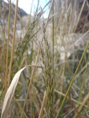 Digitaria insularis