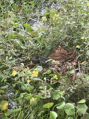 Nerodia fasciata pictiventris