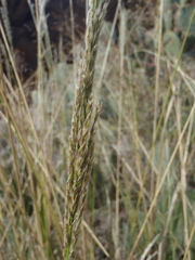 Digitaria insularis