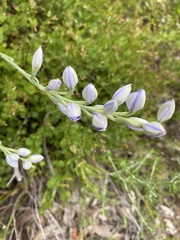 Thelymitra megcalyptra