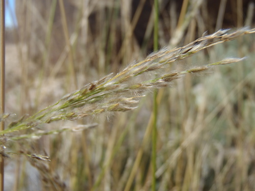 Digitaria insularis iNat (3)