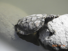 Graptemys ouachitensis