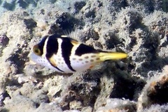 Canthigaster valentini