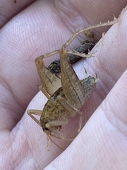 Pristoceuthophilus pacificus