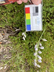 Thelymitra megcalyptra