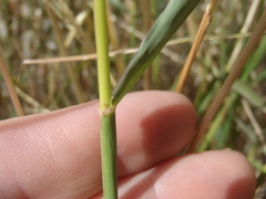 Digitaria insularis