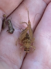 Pristoceuthophilus pacificus