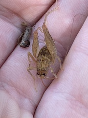 Pristoceuthophilus pacificus