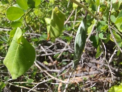 Polystemma cordifolium