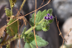 Phacelia integrifolia