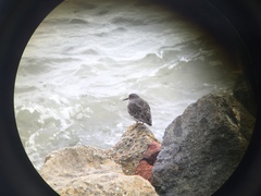 Calidris ptilocnemis