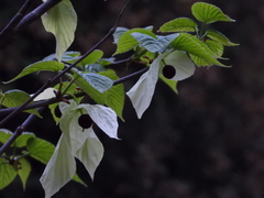 Davidia involucrata