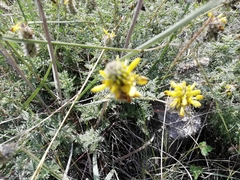 Dalea lutea