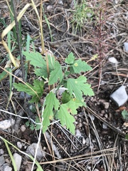 Sphaeralcea fendleri