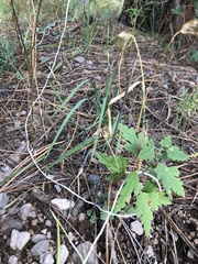 Sphaeralcea fendleri