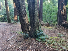 Notholithocarpus densiflorus densiflorus