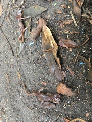 Aneides lugubris