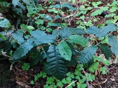 Notholithocarpus densiflorus densiflorus