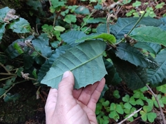 Notholithocarpus densiflorus densiflorus