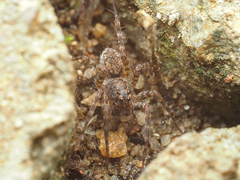 Pardosa sumatrana