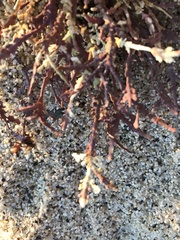 Calliarthron cheilosporioides