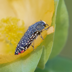 Acmaeodera haemorrhoa