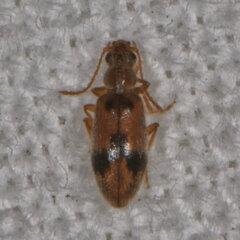 Notoxus desertus