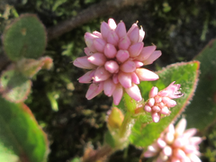 Persicaria capitata