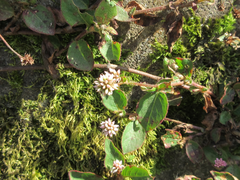 Persicaria capitata
