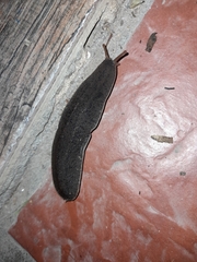 Phyllocaulis soleiformis