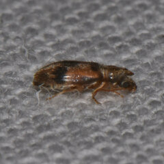 Notoxus desertus