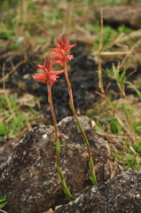 Sacoila lanceolata