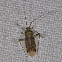 Phytocoris eximius