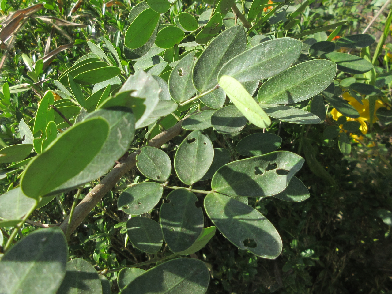 Senna bicapsularis — ảnh 3