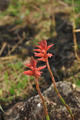 Sacoila lanceolata