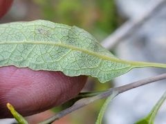 Buddleja racemosa
