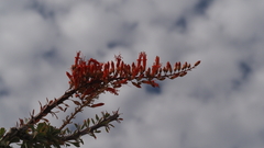 Fouquieria splendens splendens