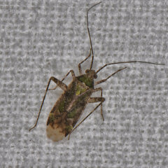 Phytocoris eximius