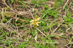 Sacoila lanceolata