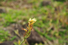 Sacoila lanceolata