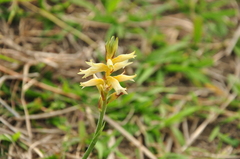 Sacoila lanceolata