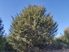 Cupressus abramsiana