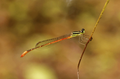 Argiocnemis rubescens