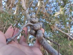 Cupressus abramsiana