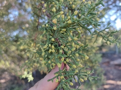 Cupressus abramsiana