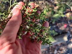Cupressus abramsiana