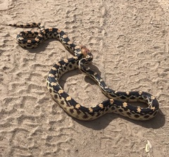 Pituophis vertebralis