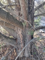 Cupressus abramsiana