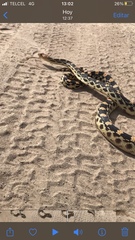 Pituophis vertebralis
